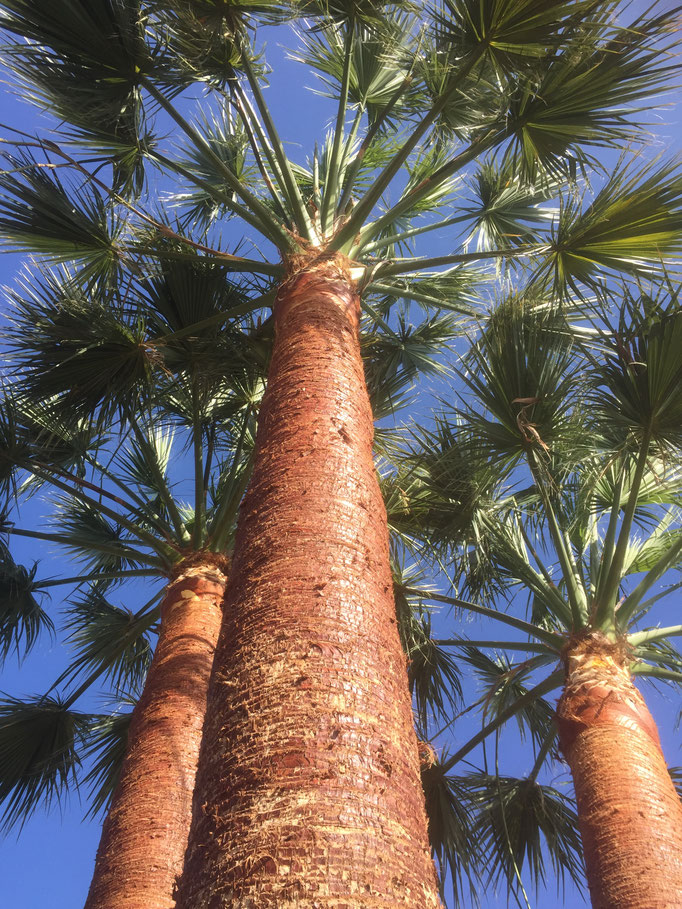 Casa Cardon La Palma